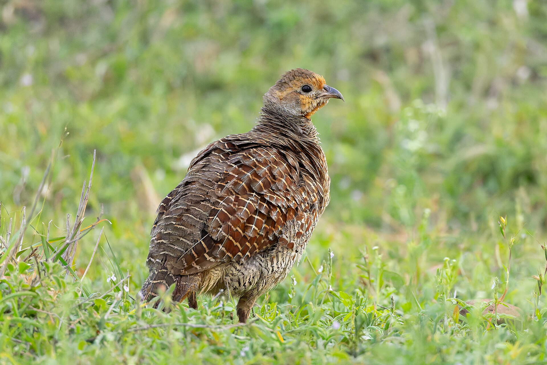 Francolin