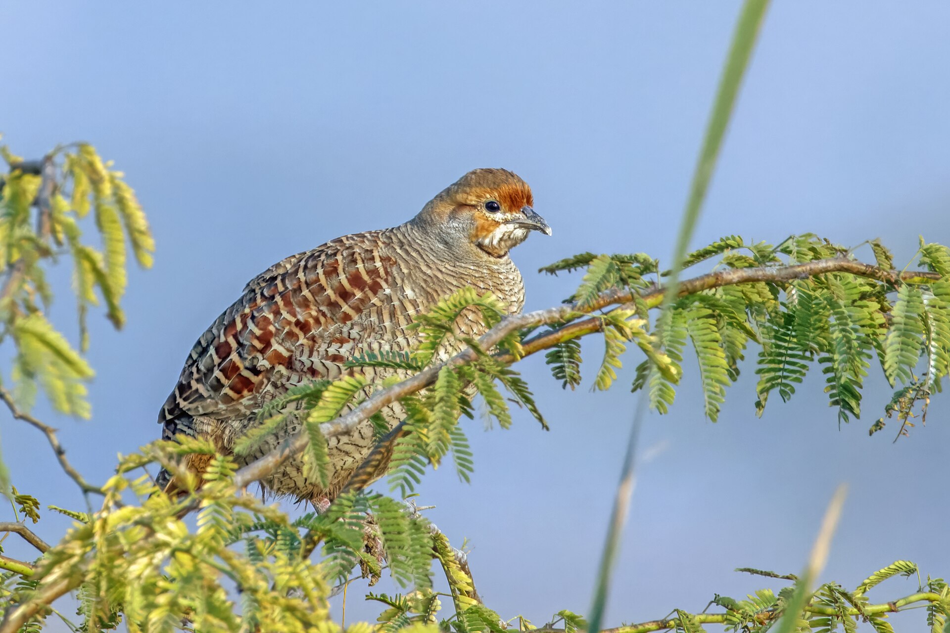 Francolin