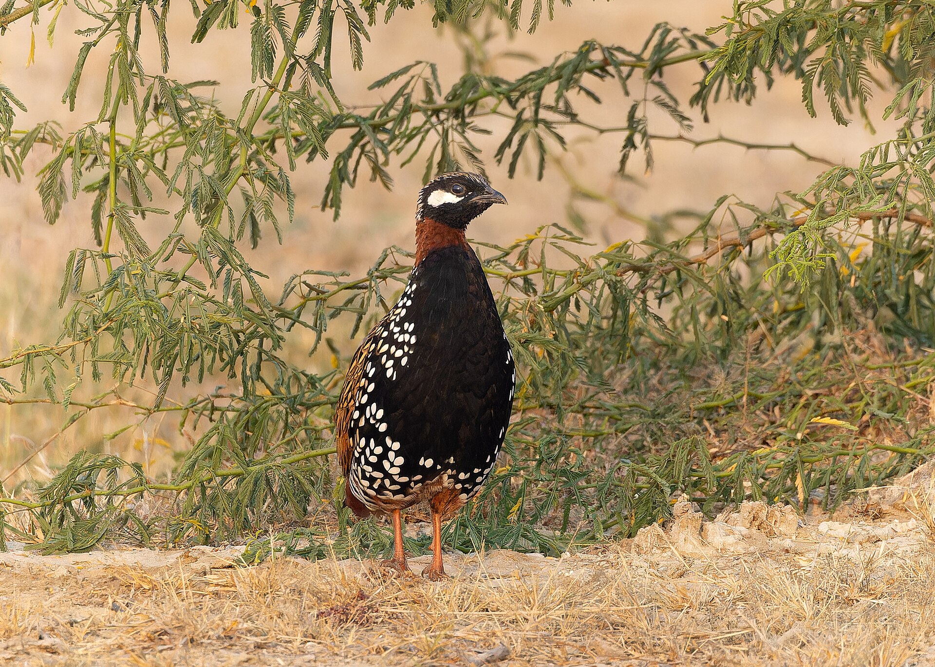 Francolin