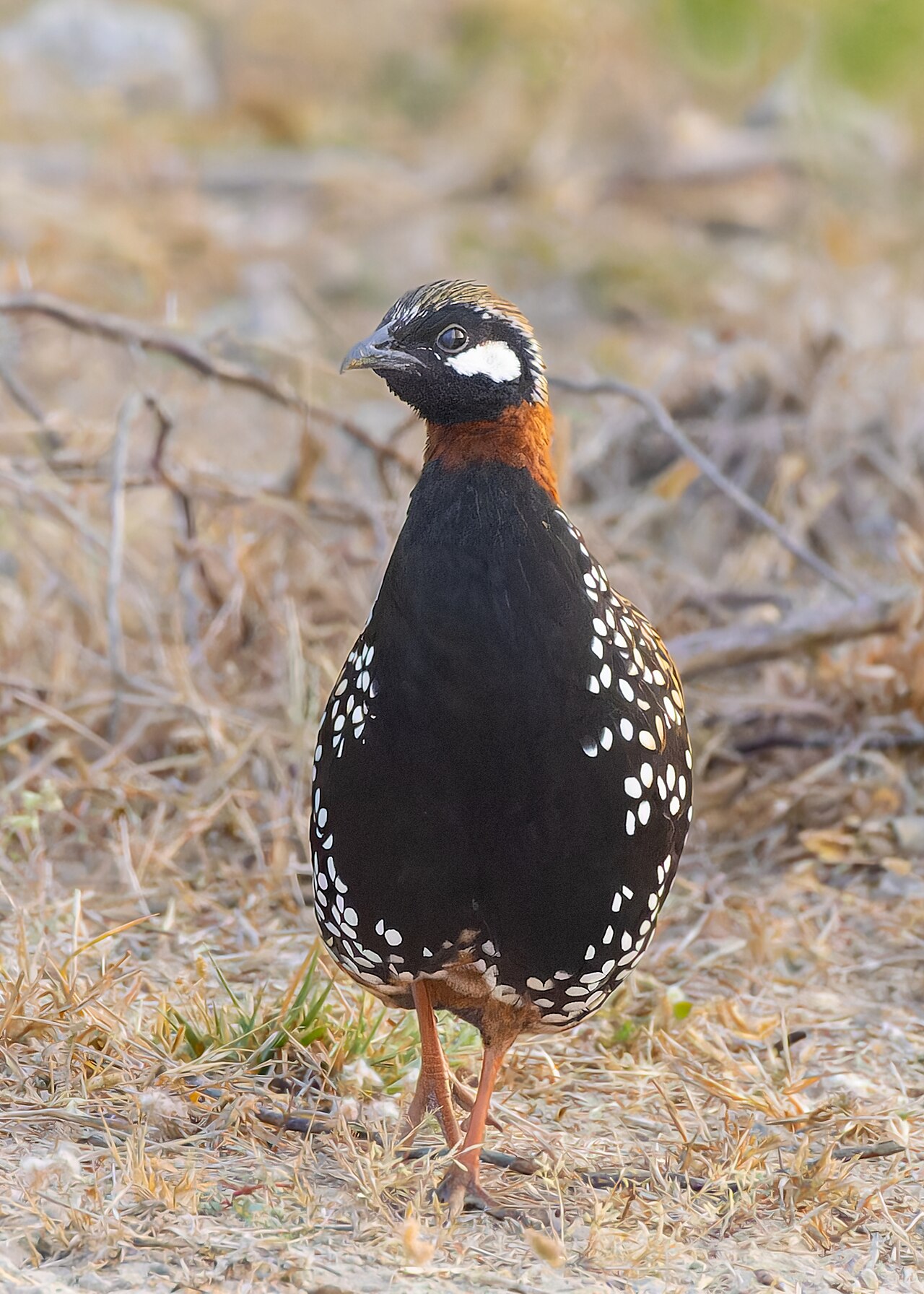 Francolin