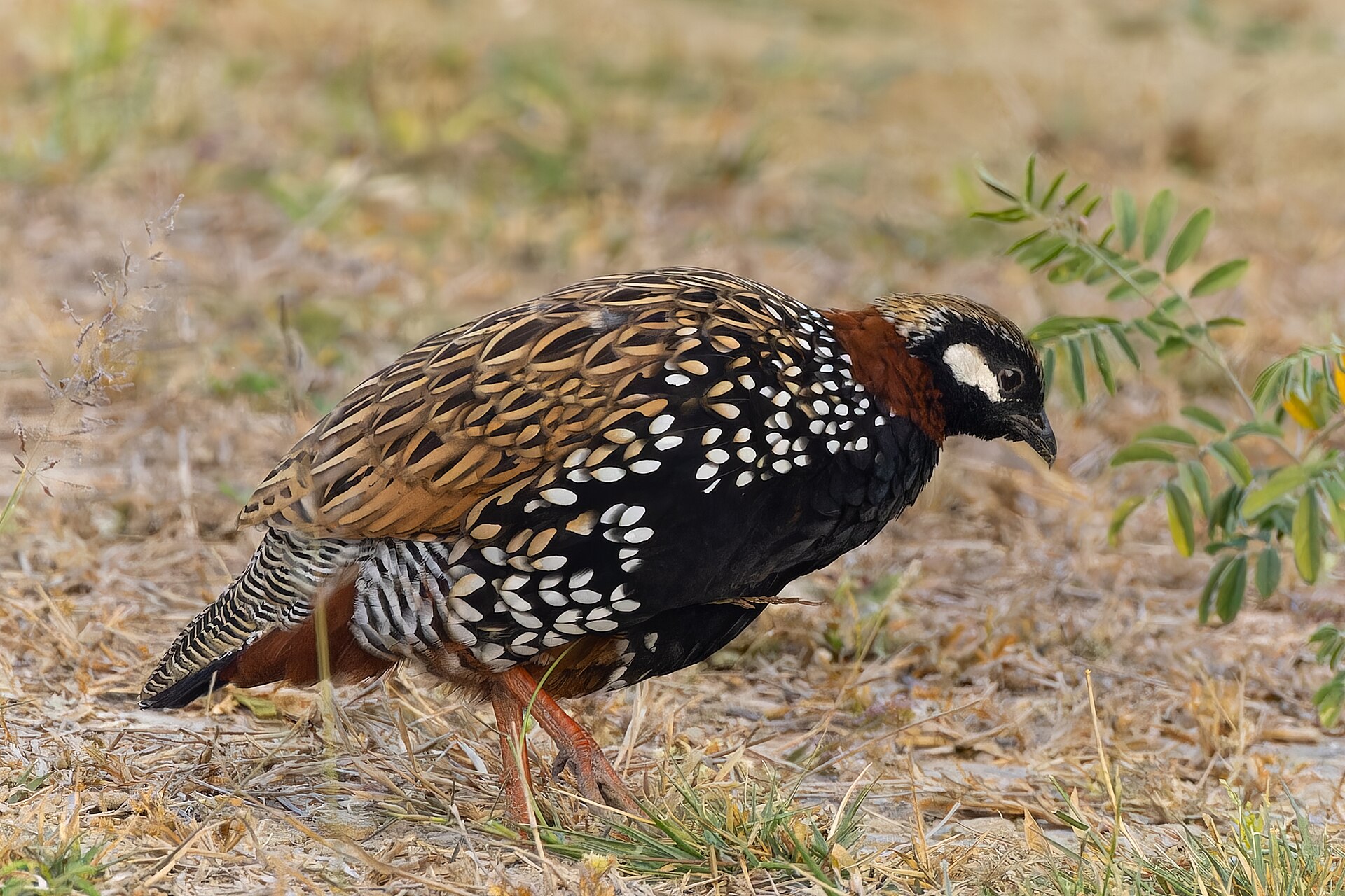 Francolin