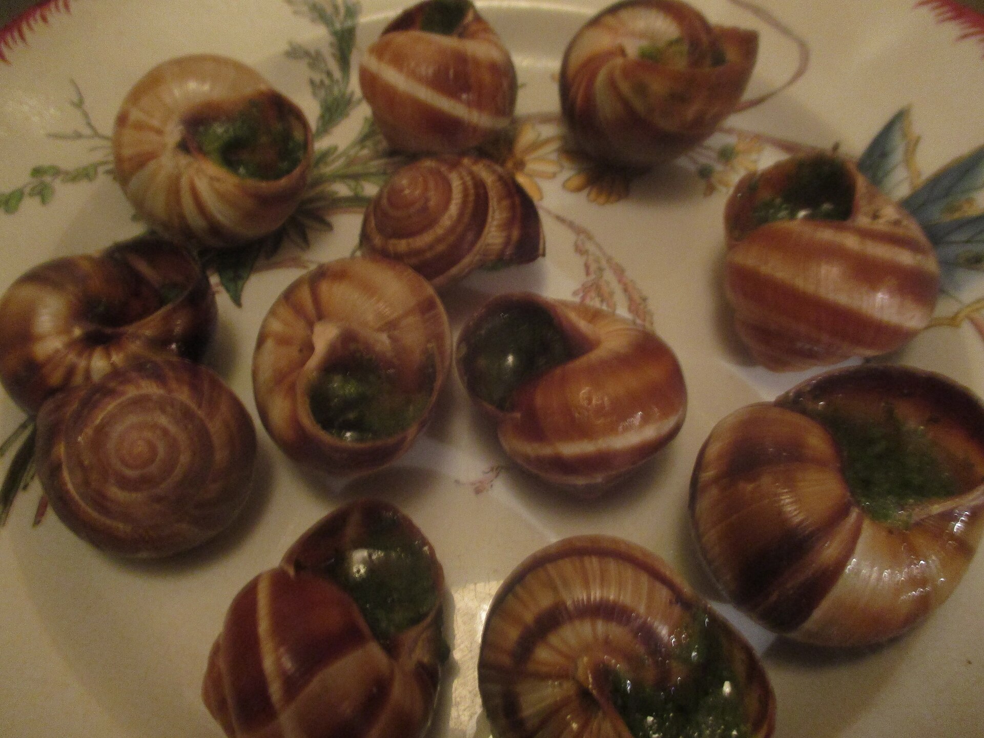 Gastropods