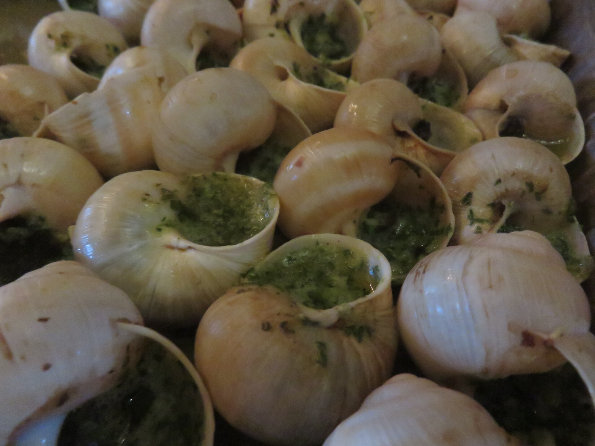 Gastropods