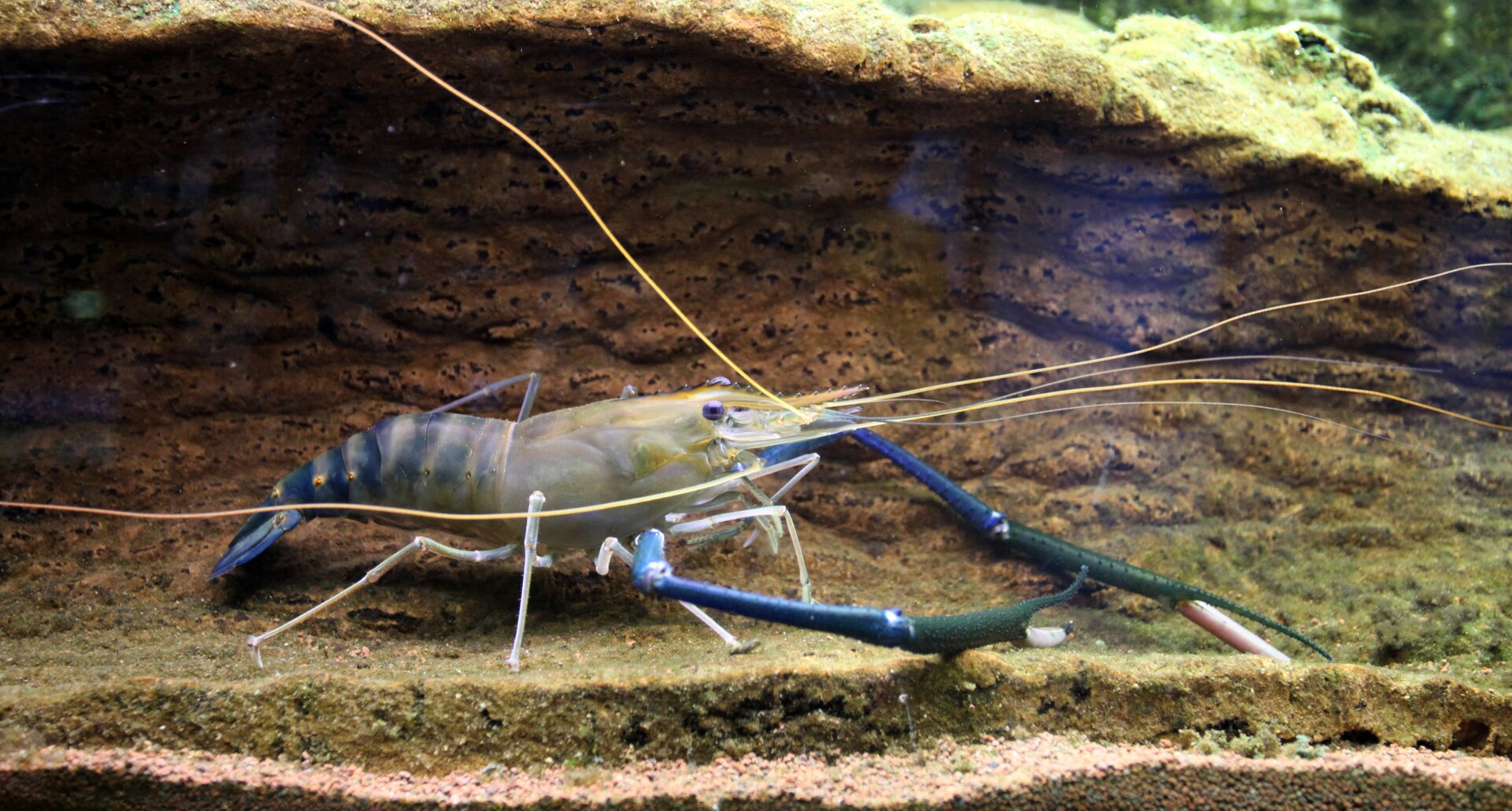 Giant river prawn