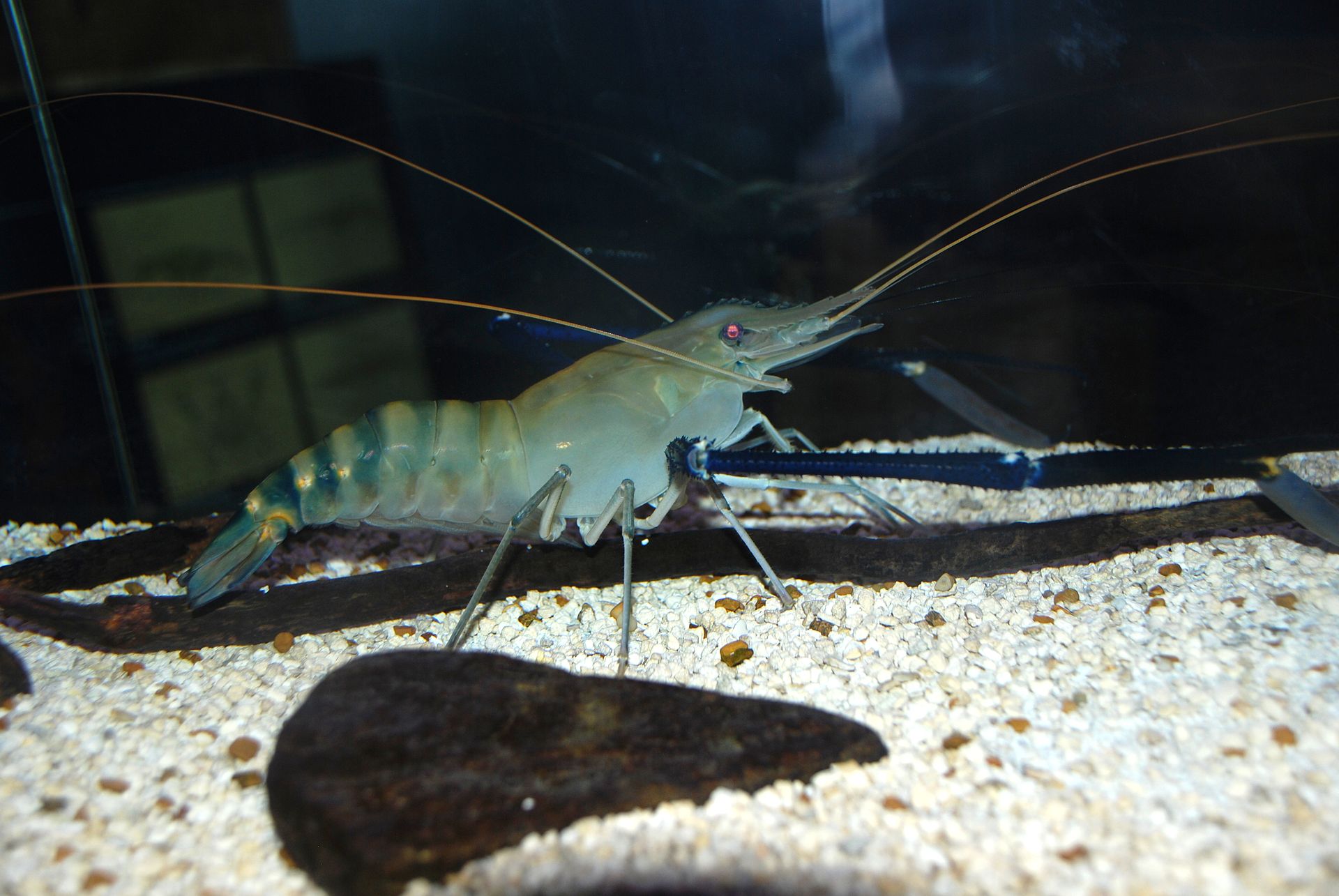 Giant river prawn
