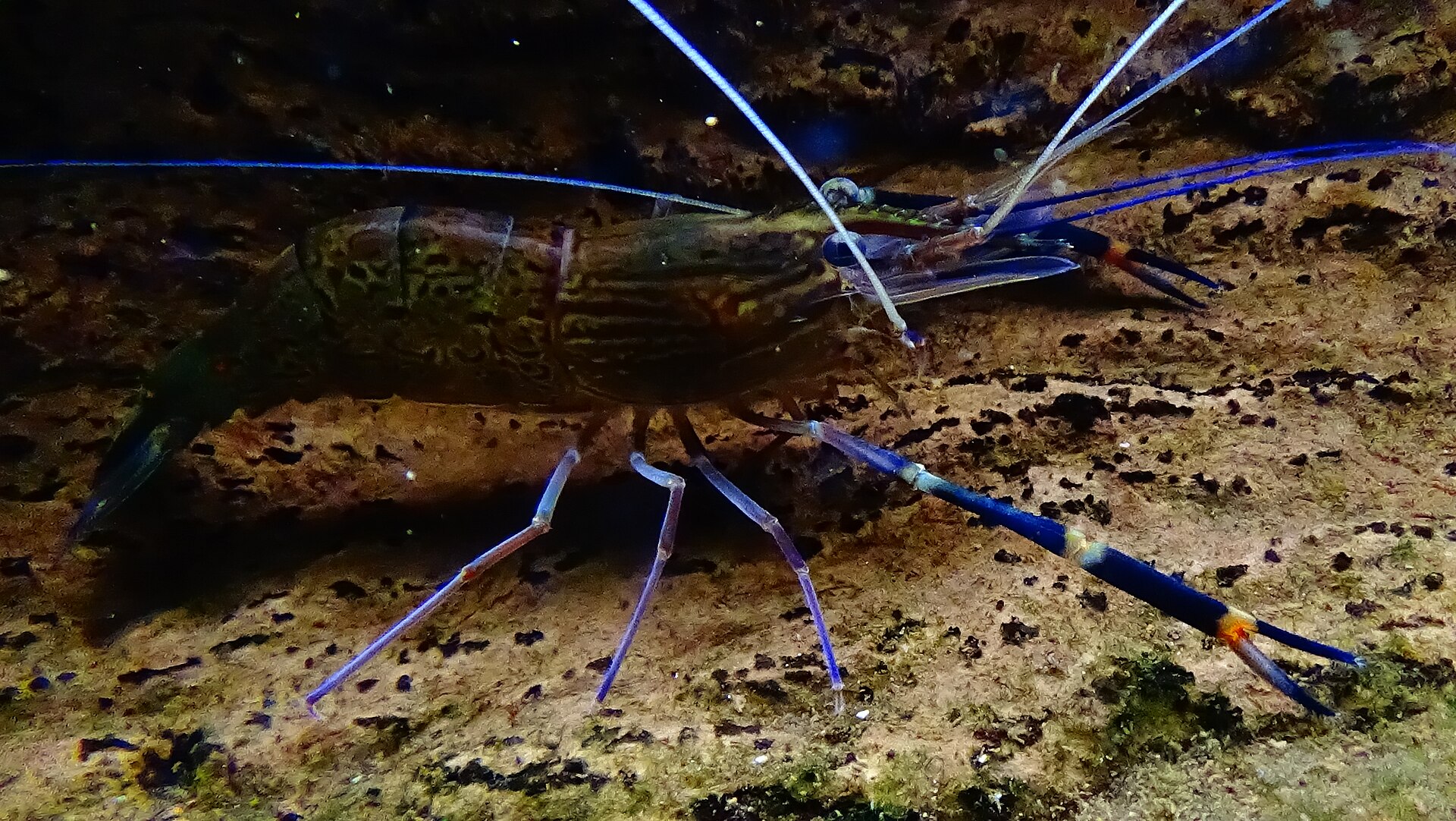 Giant river prawn