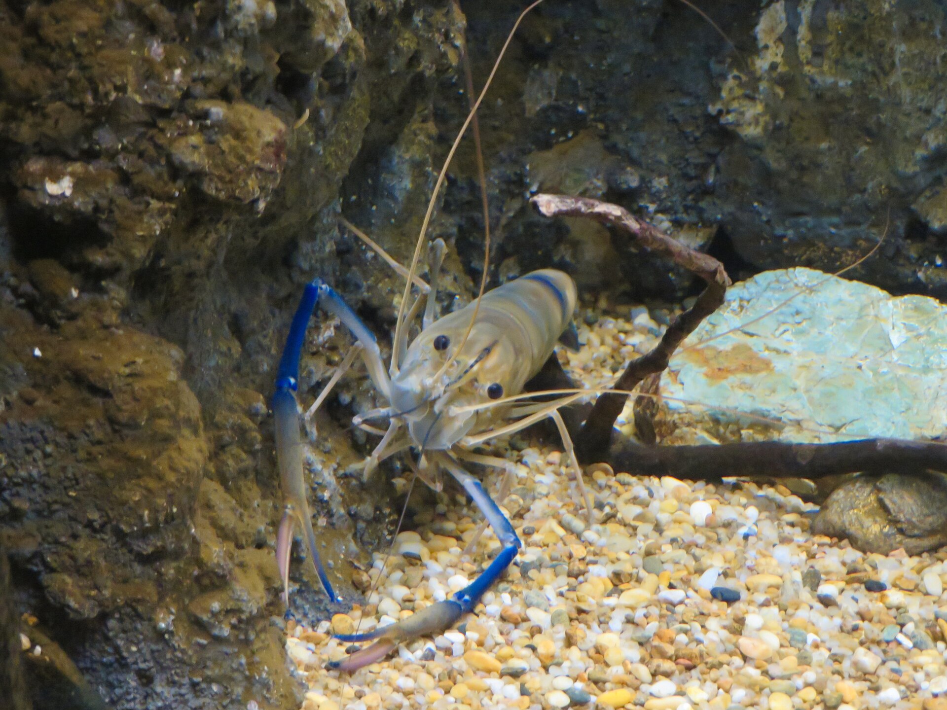 Giant river prawn