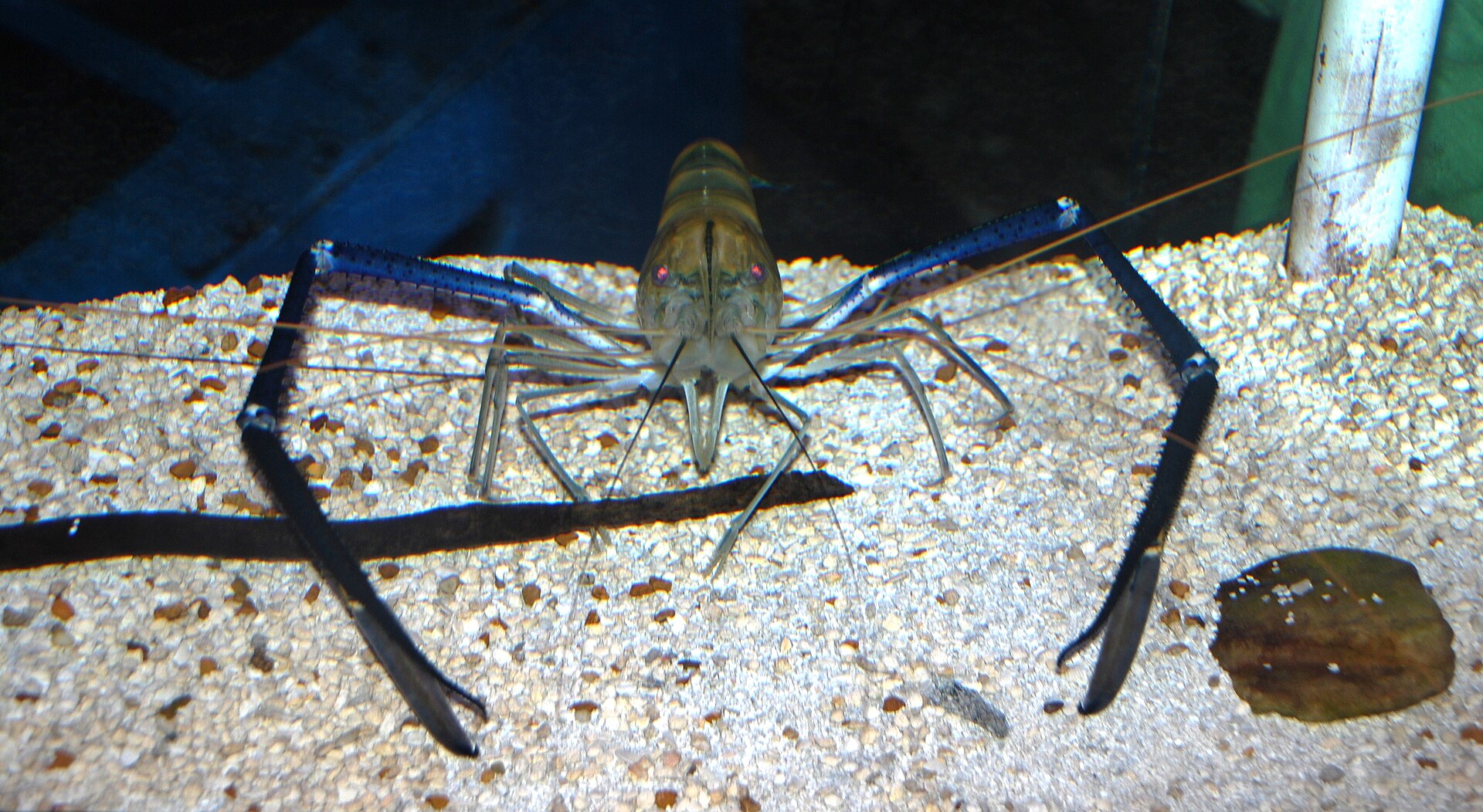 Giant river prawn