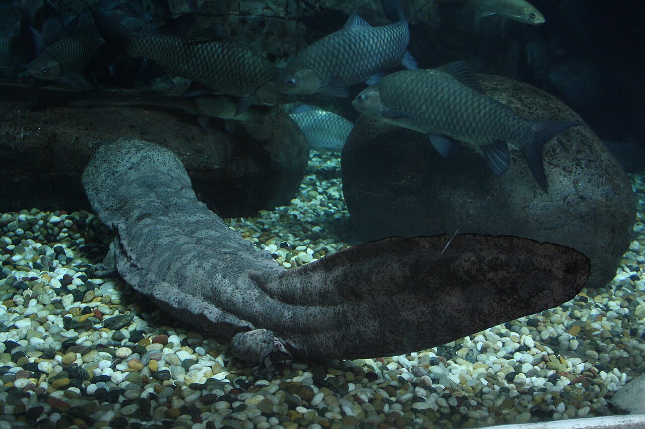 Giant salamander