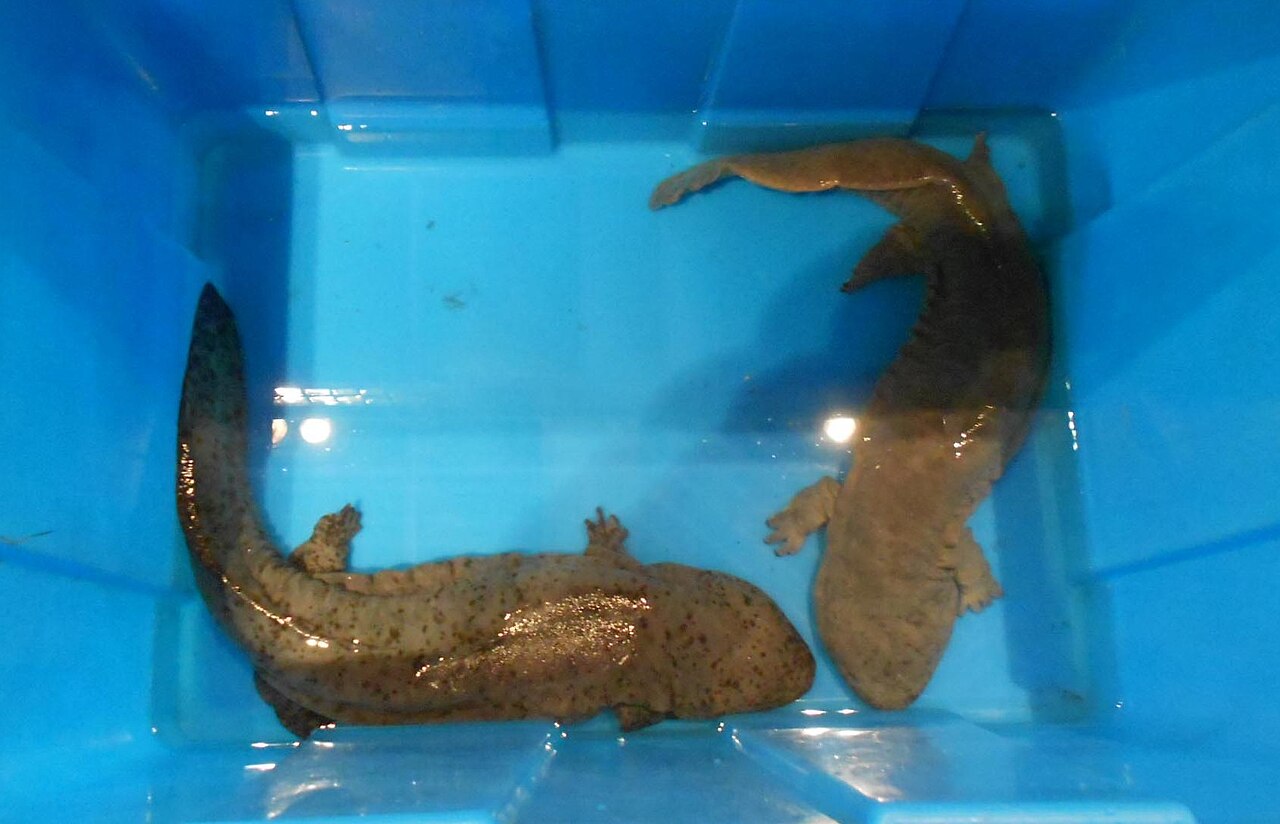 Giant salamander