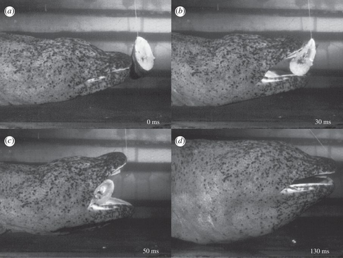Giant salamander