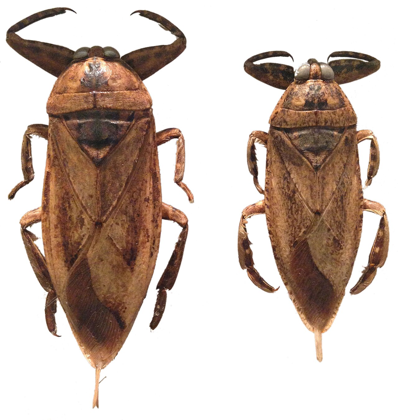 Giant water bug
