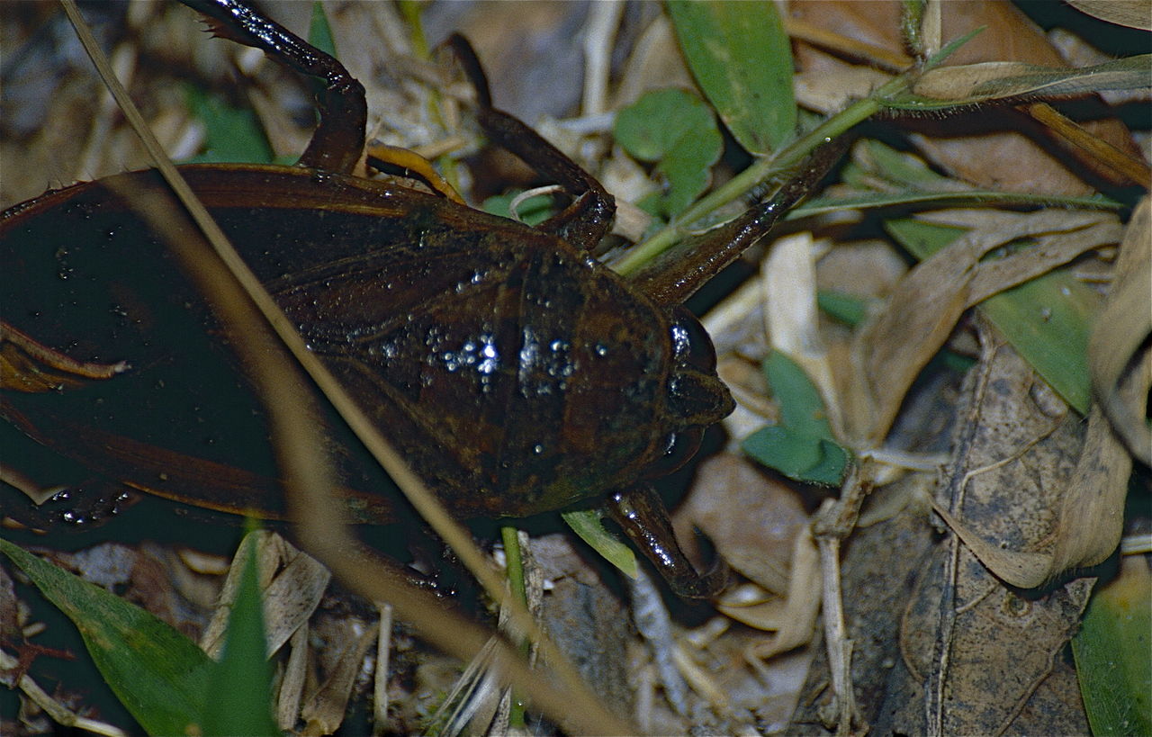 Giant water bug