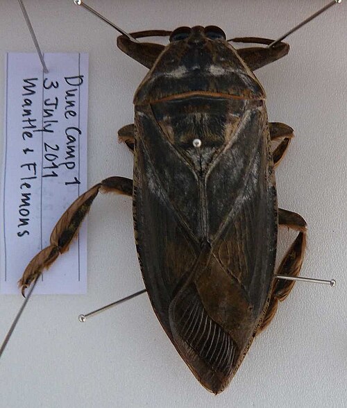 Giant water bug