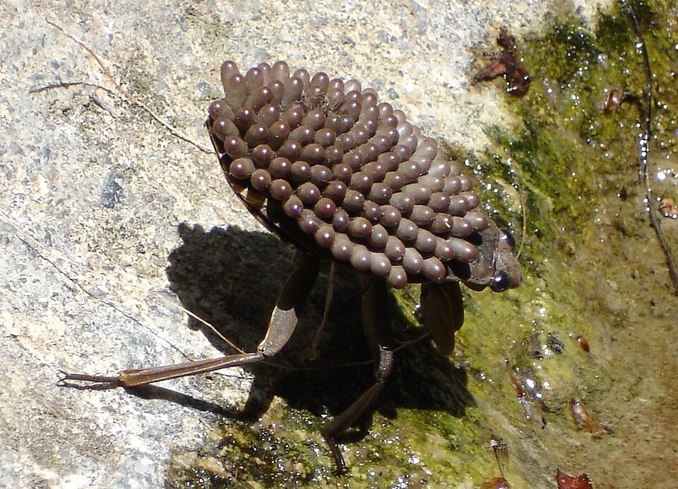Giant water bug