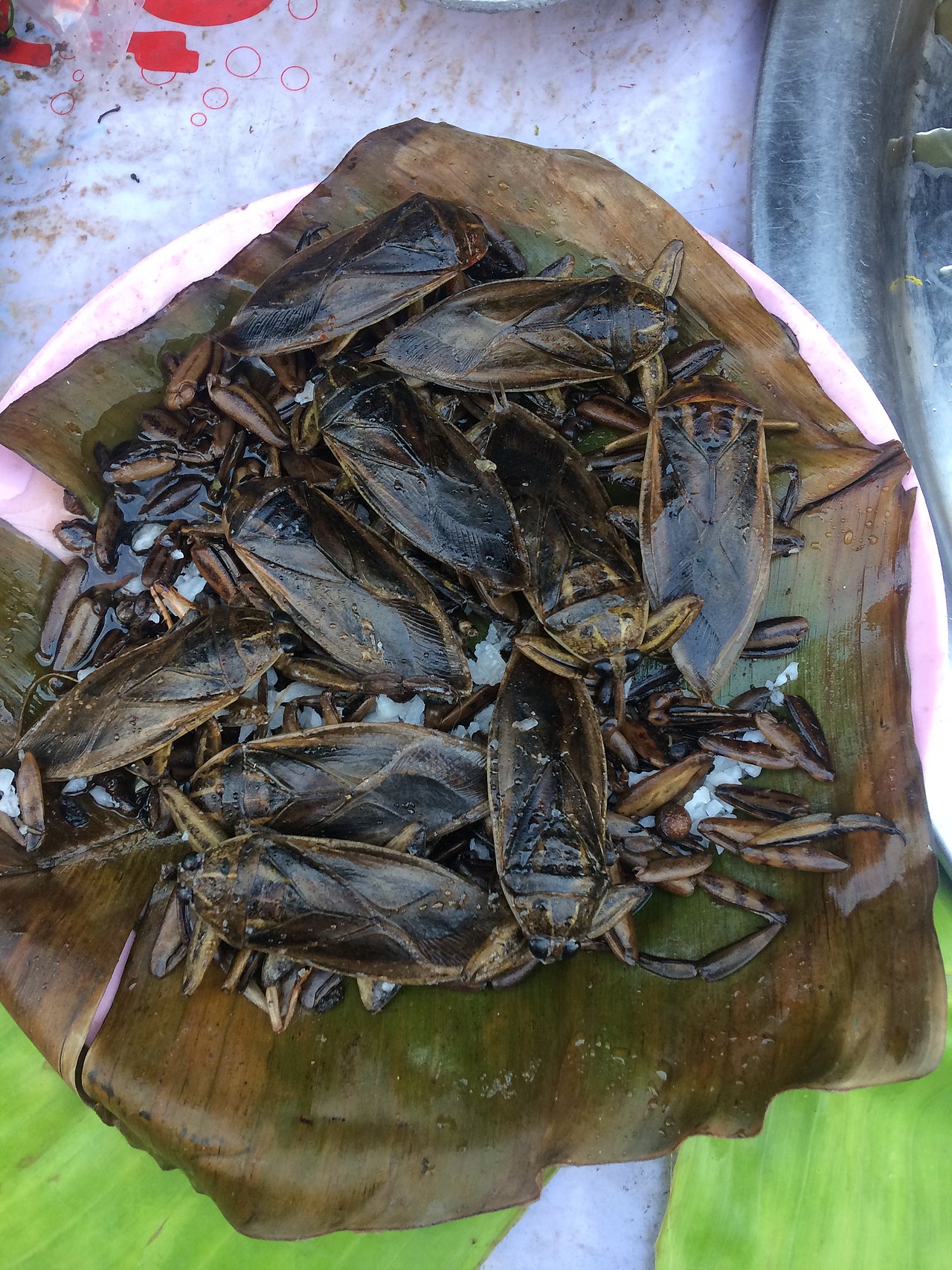 Giant water bug