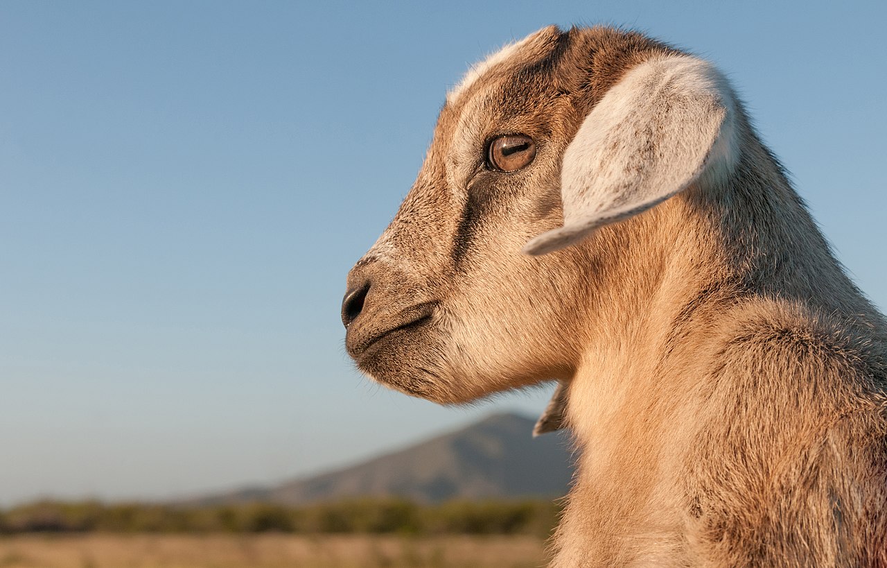 Goat