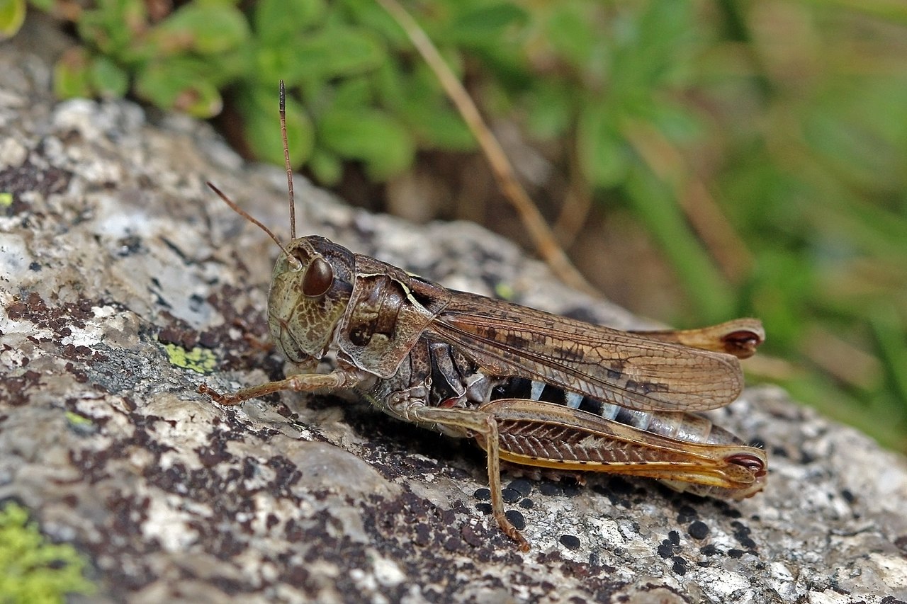 Grasshopper