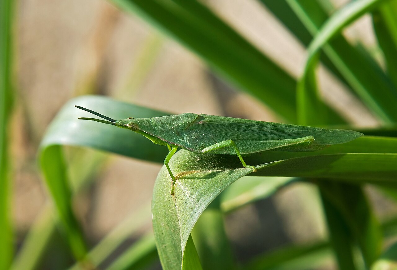 Grasshopper