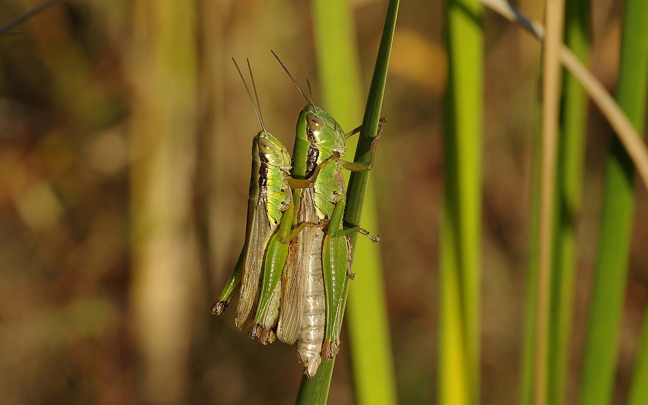 Grasshopper