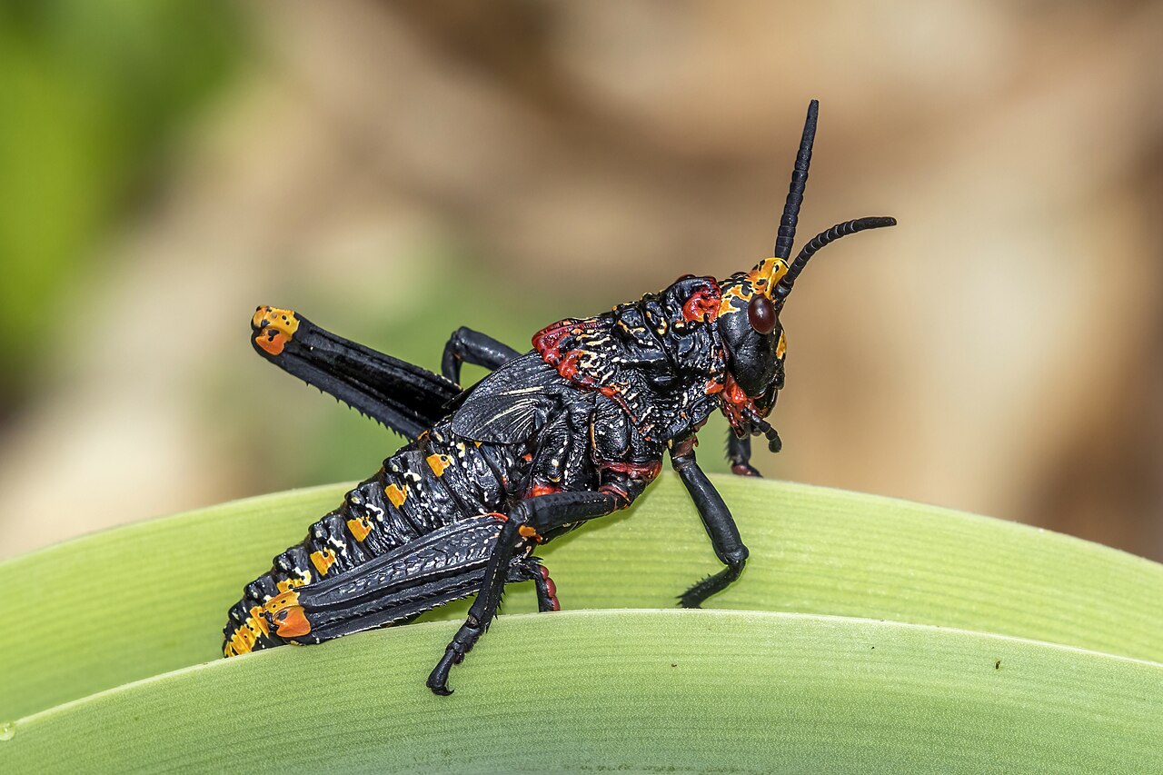 Grasshopper
