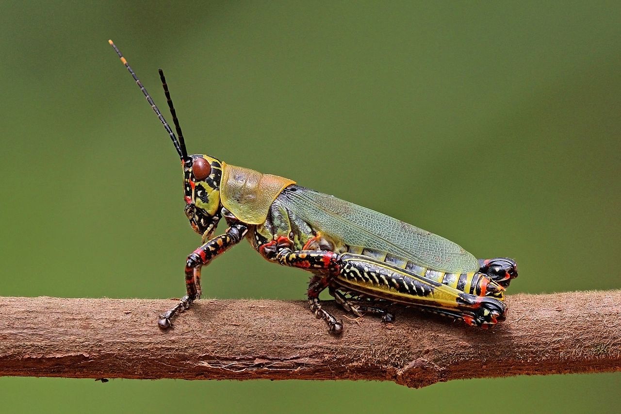 Grasshopper