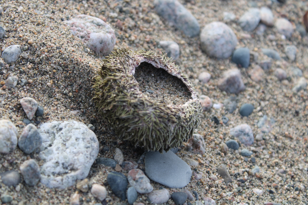 Green sea urchin