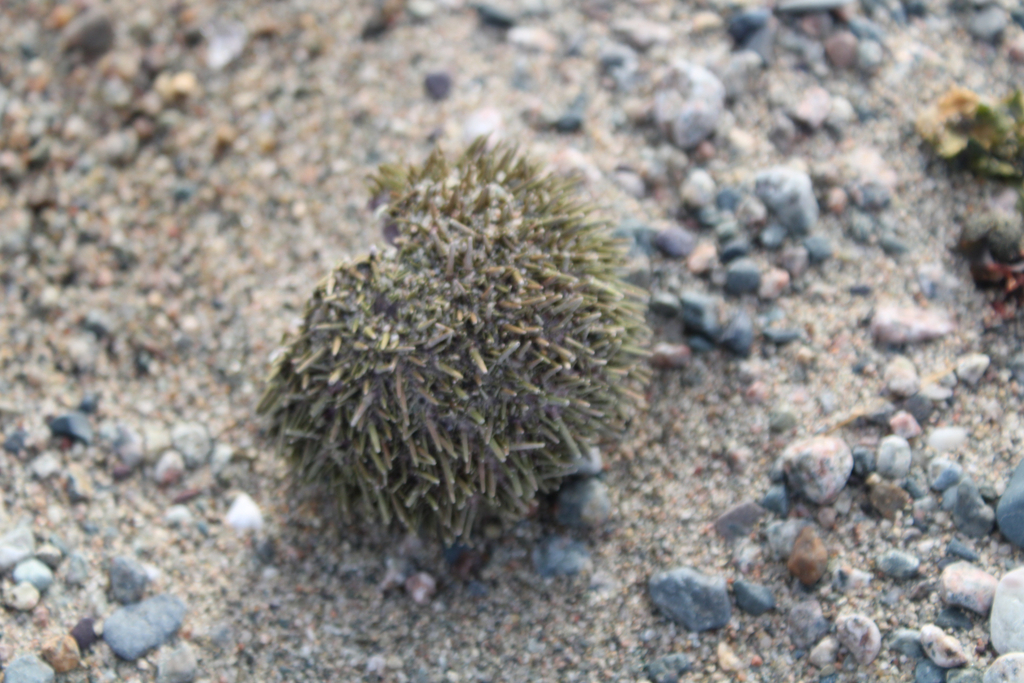 Green sea urchin
