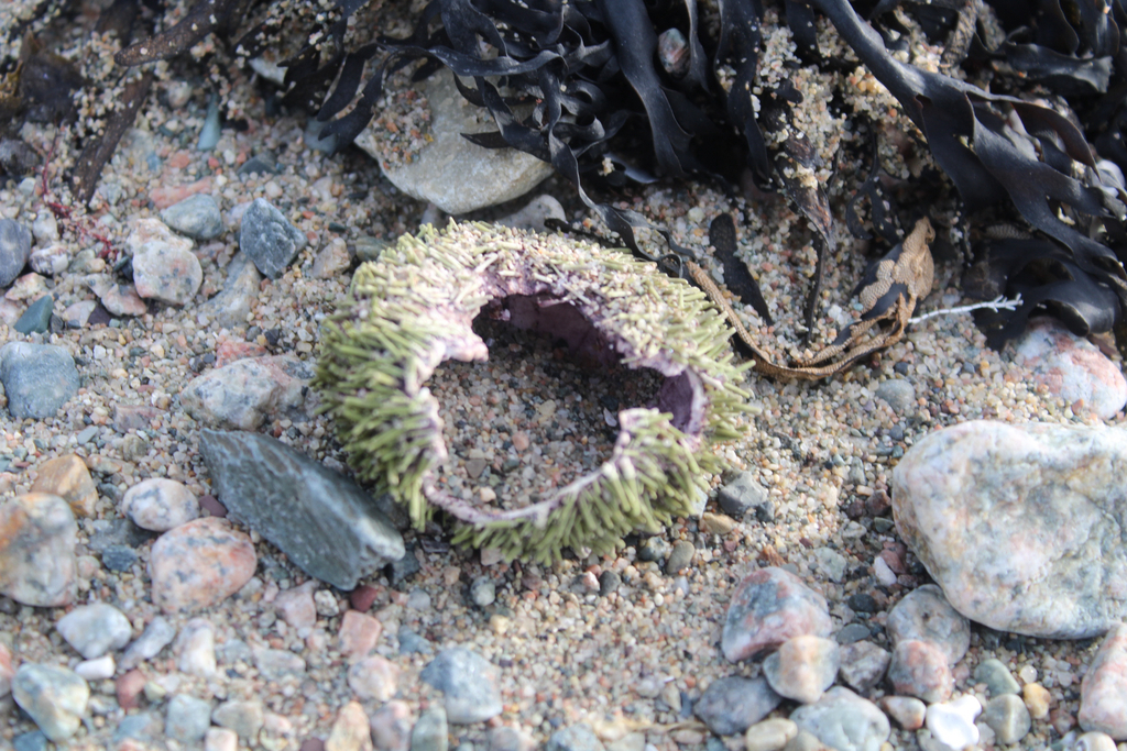 Green sea urchin