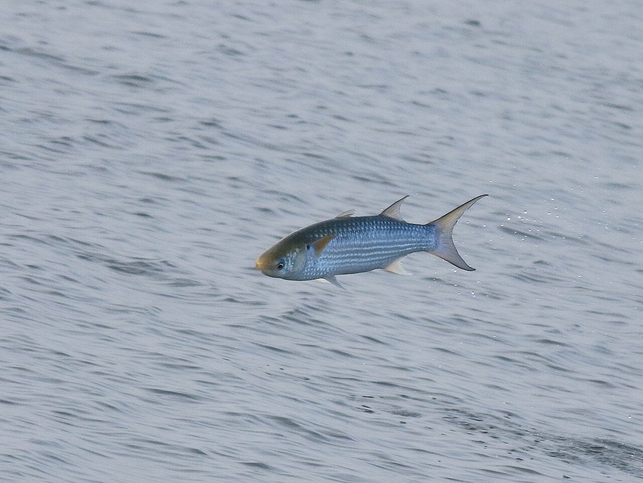 Grey mullet