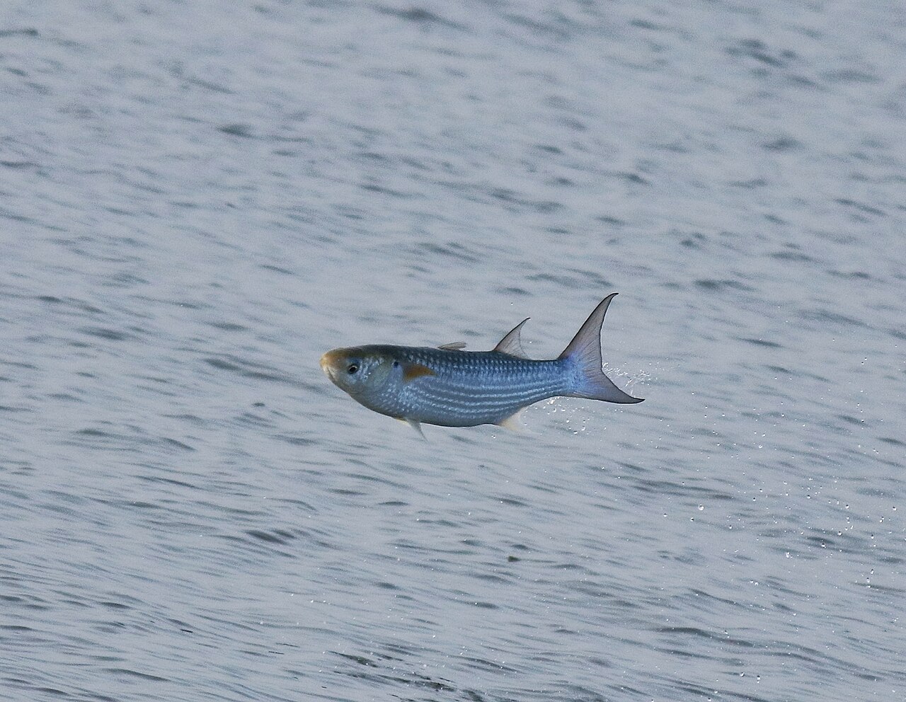 Grey mullet