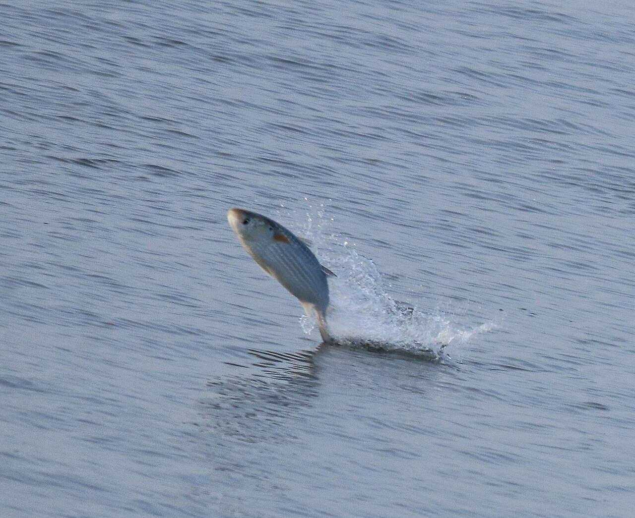 Grey mullet