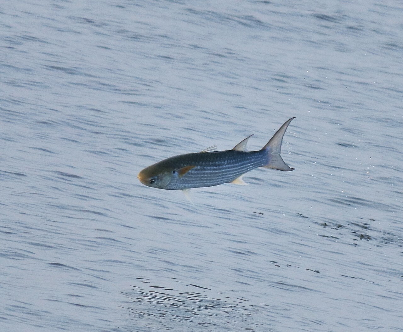 Grey mullet