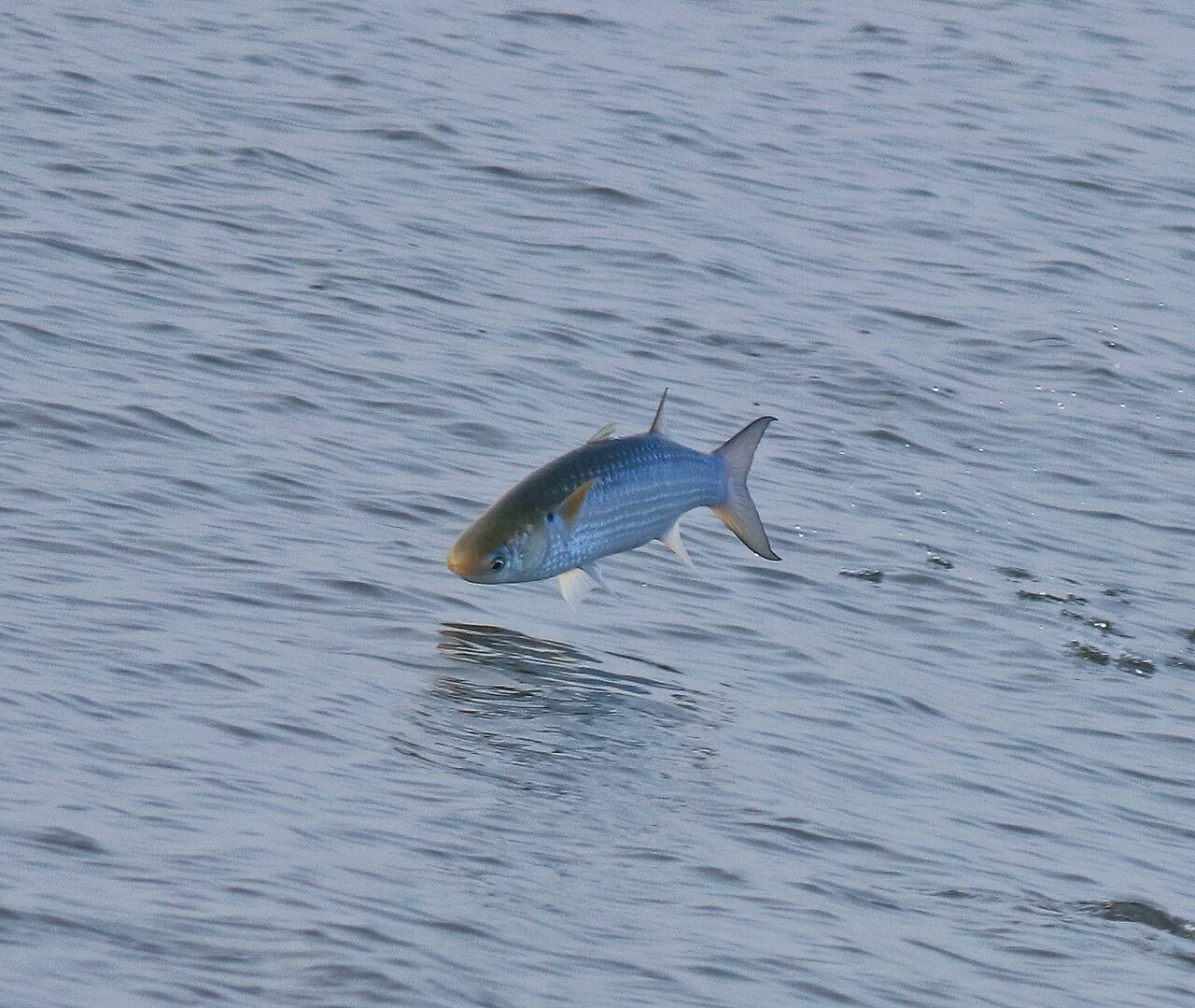 Grey mullet