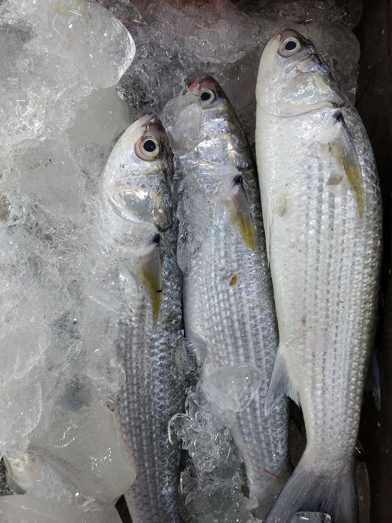 Grey mullet