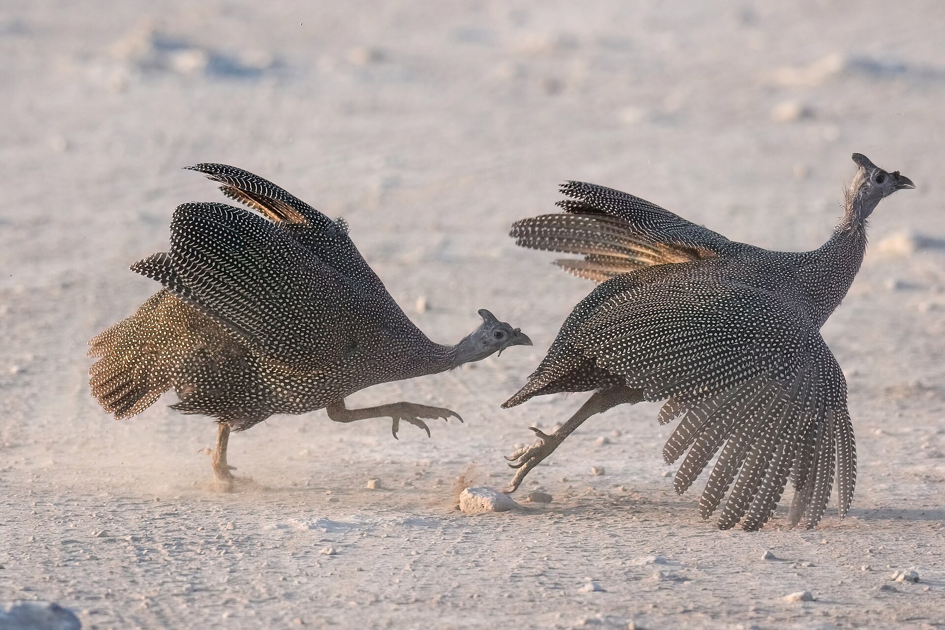 Guinea fowl