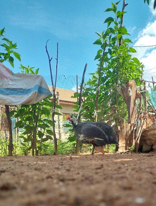 Guinea fowl