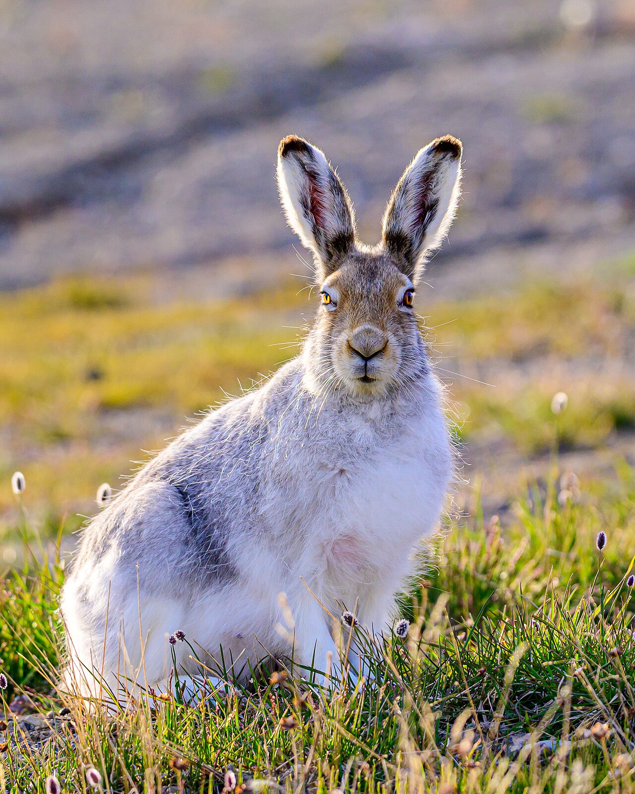 Hare