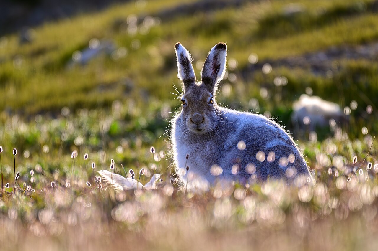 Hare