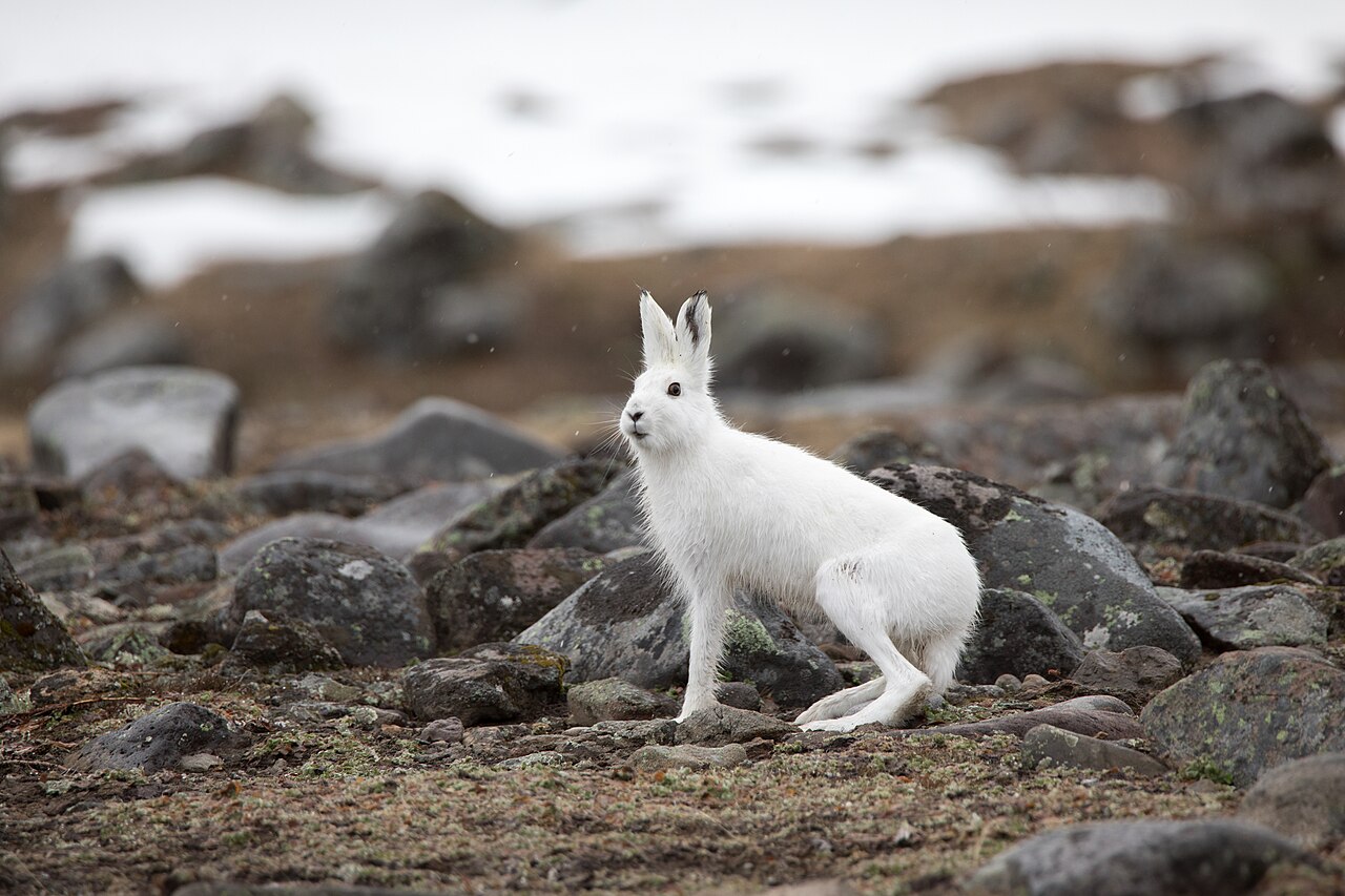 Hare