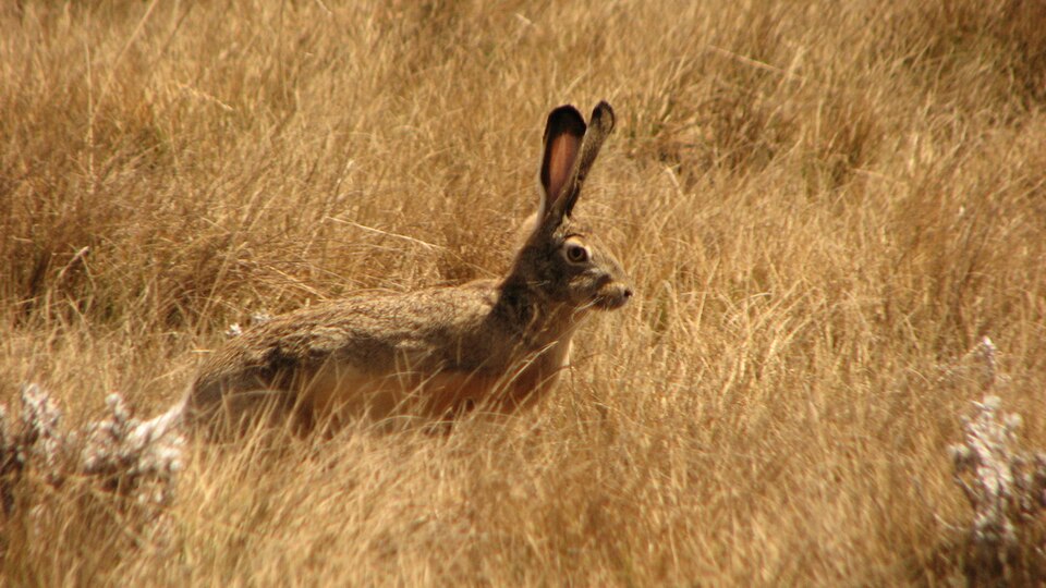 Hare