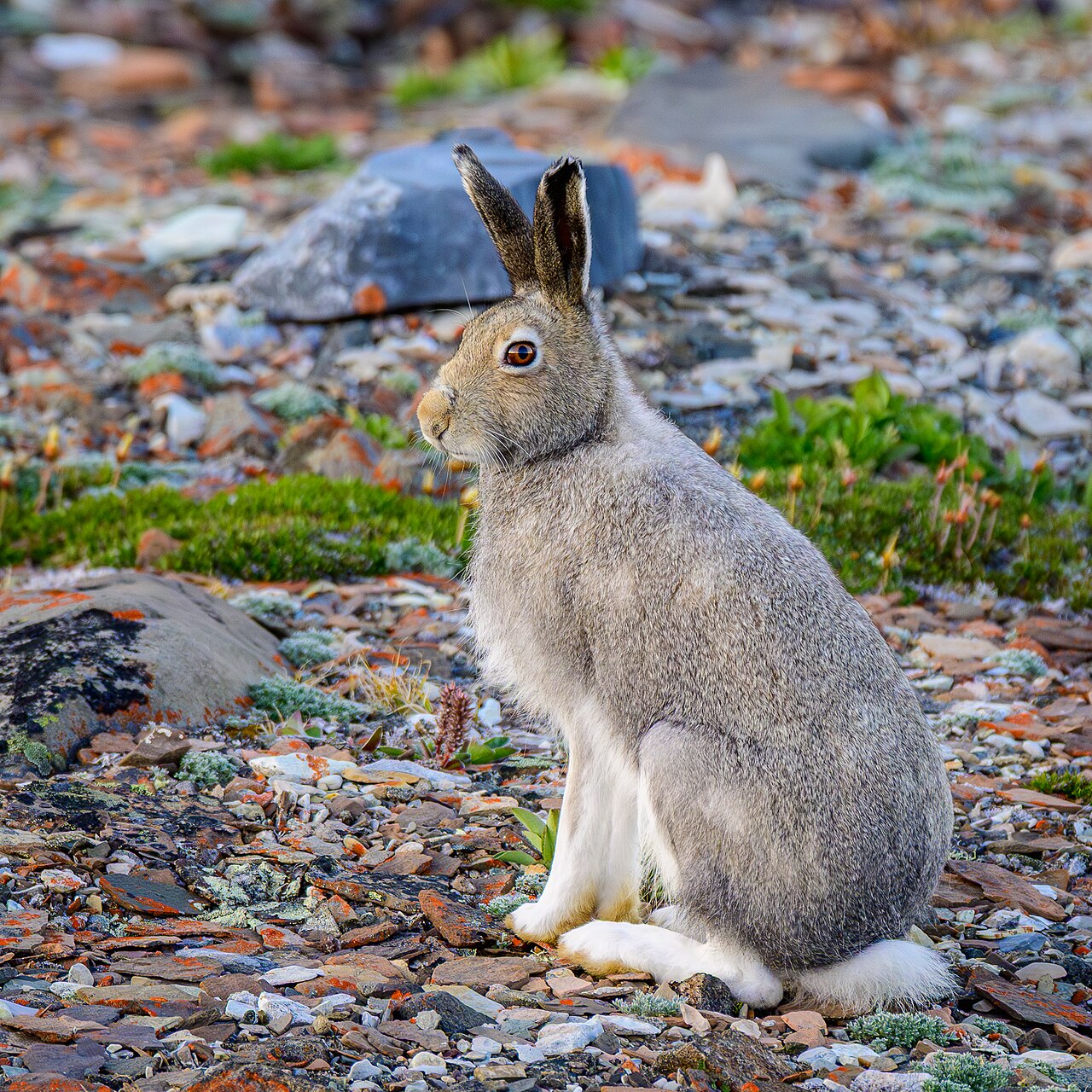 Hare