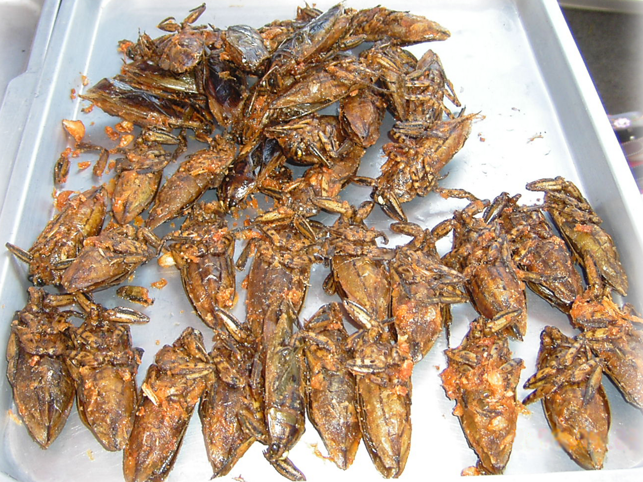 Hemipterans