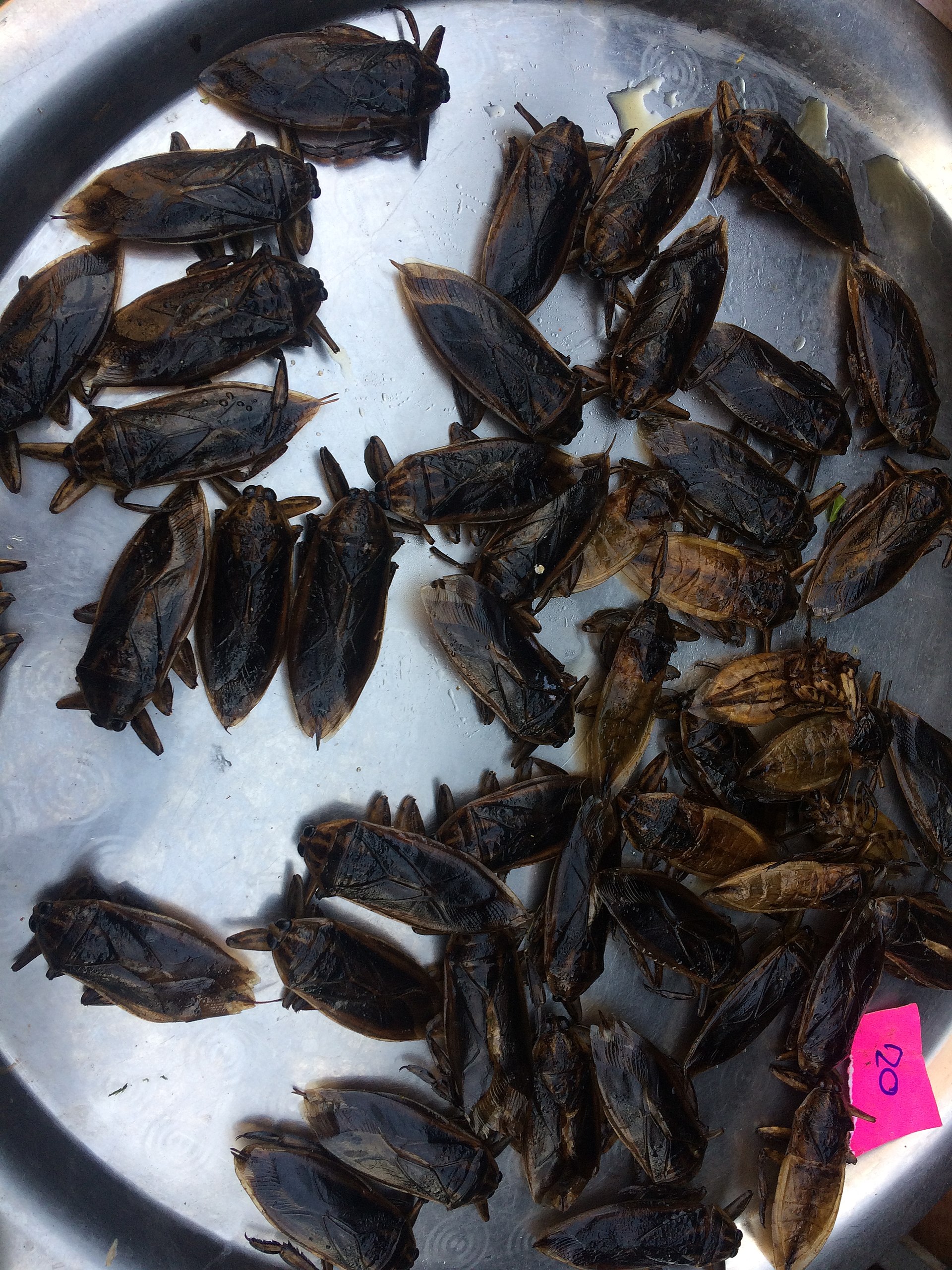 Hemipterans