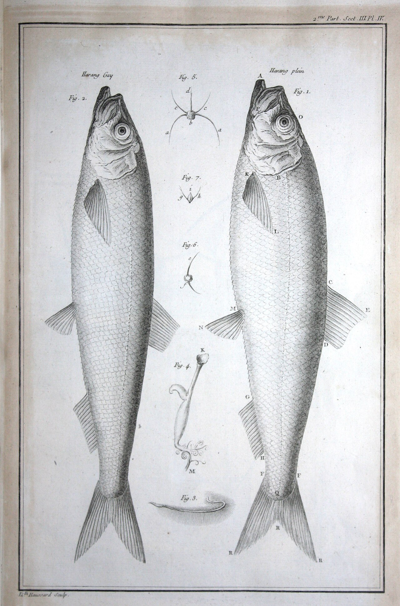Herring