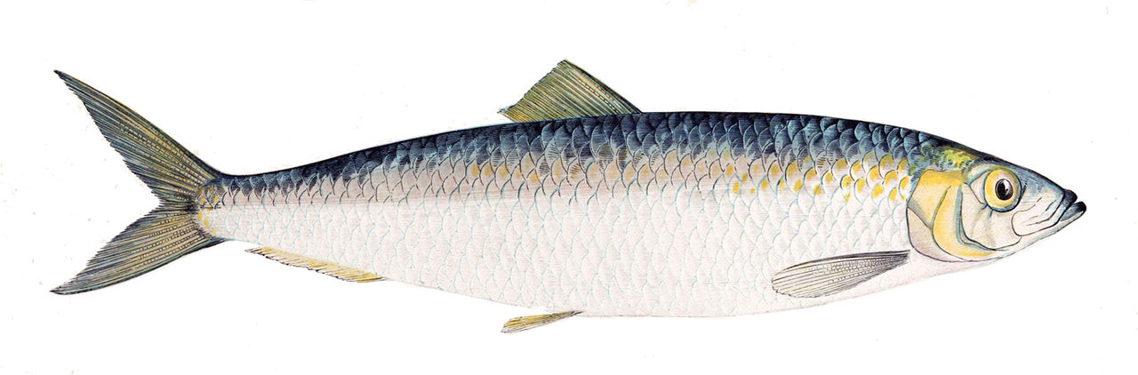 Herring