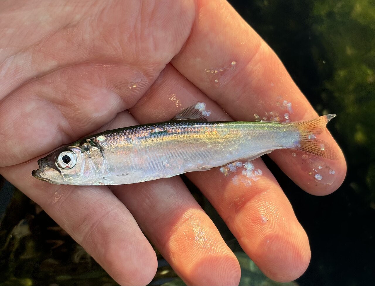Herring
