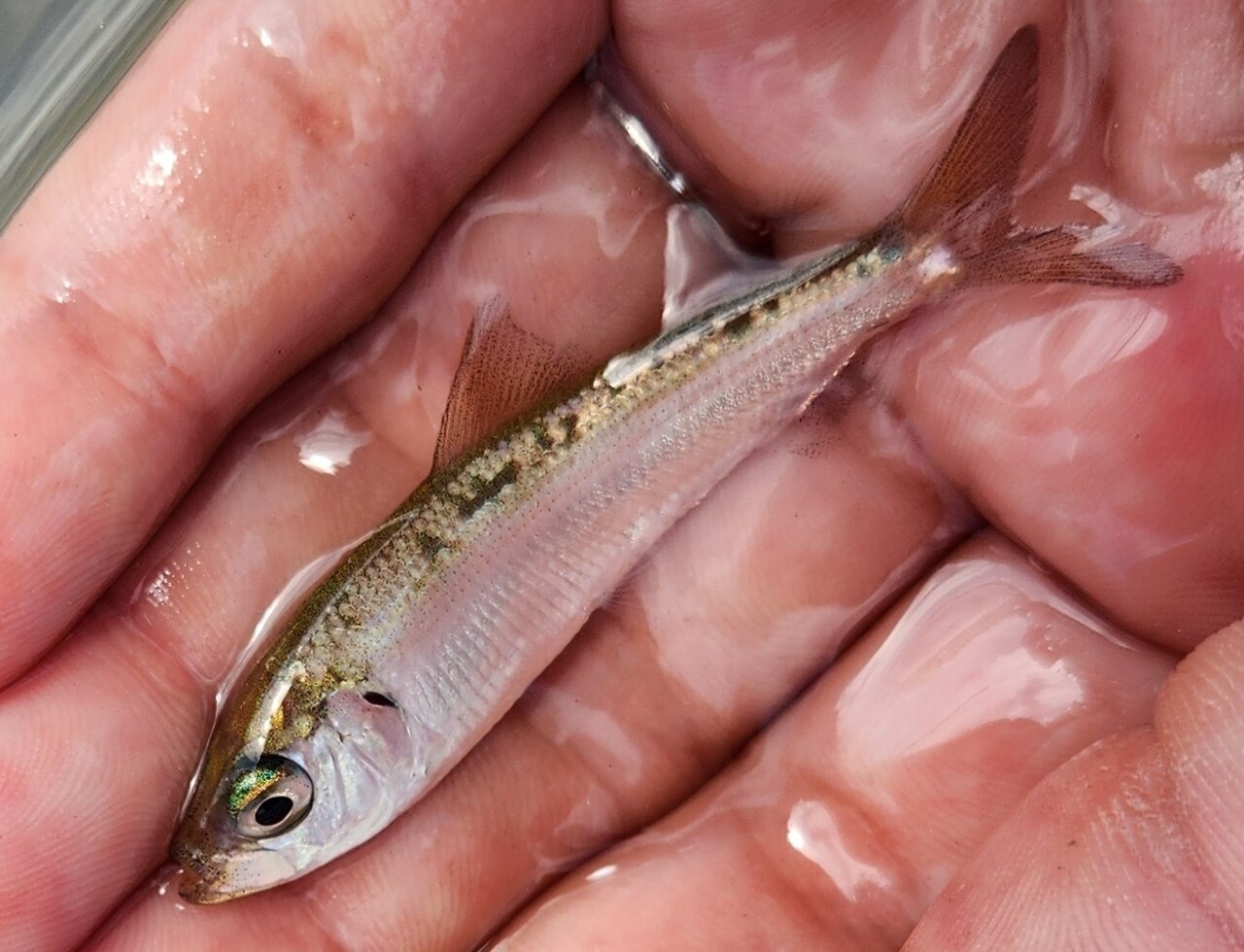 Herring