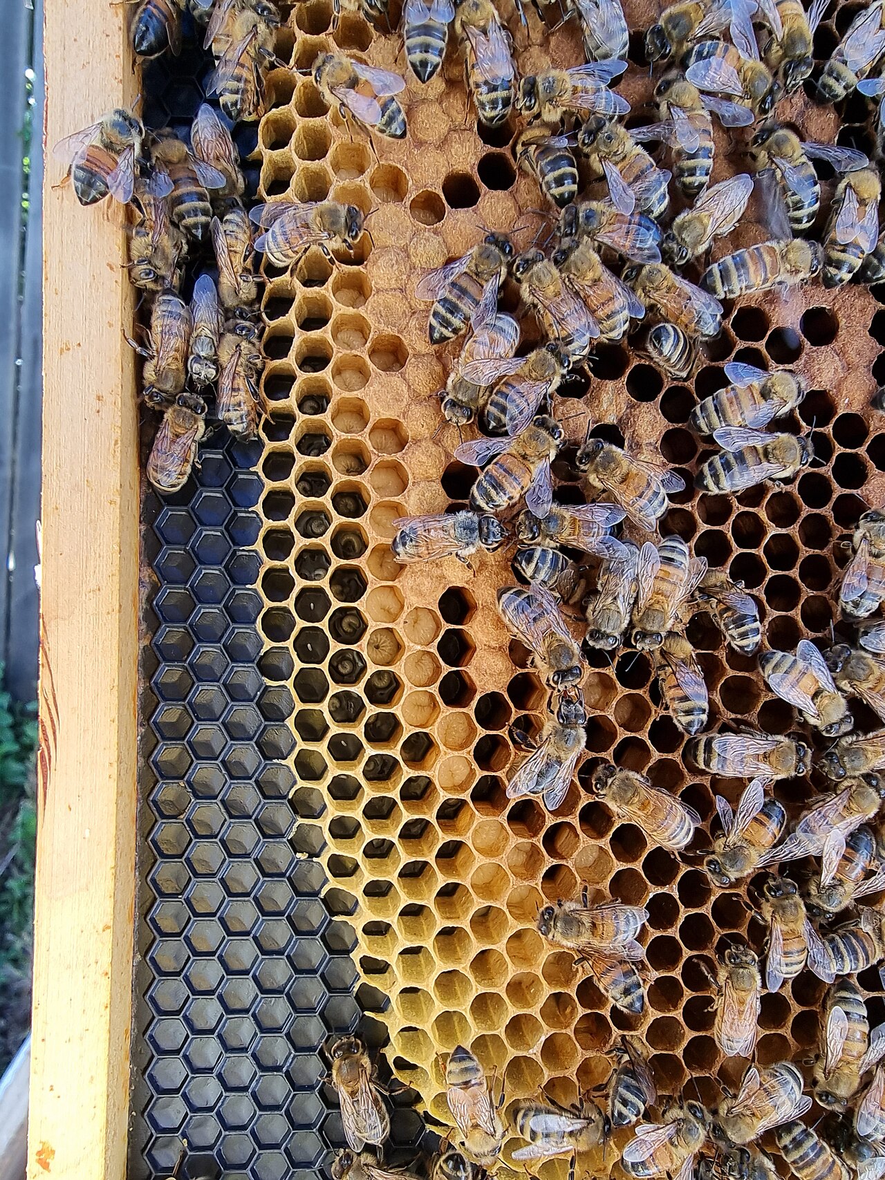 Honey bee brood