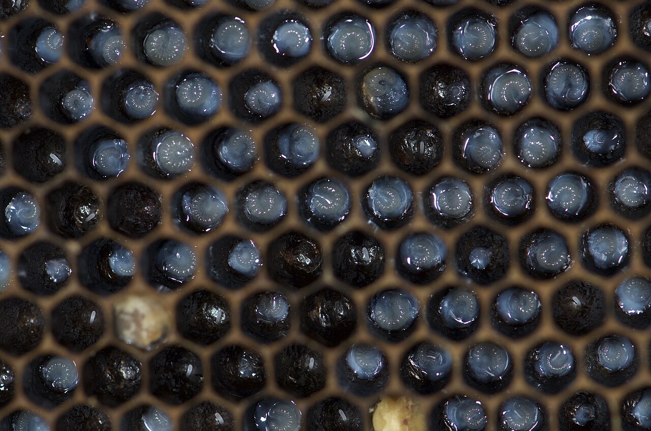 Honey bee brood
